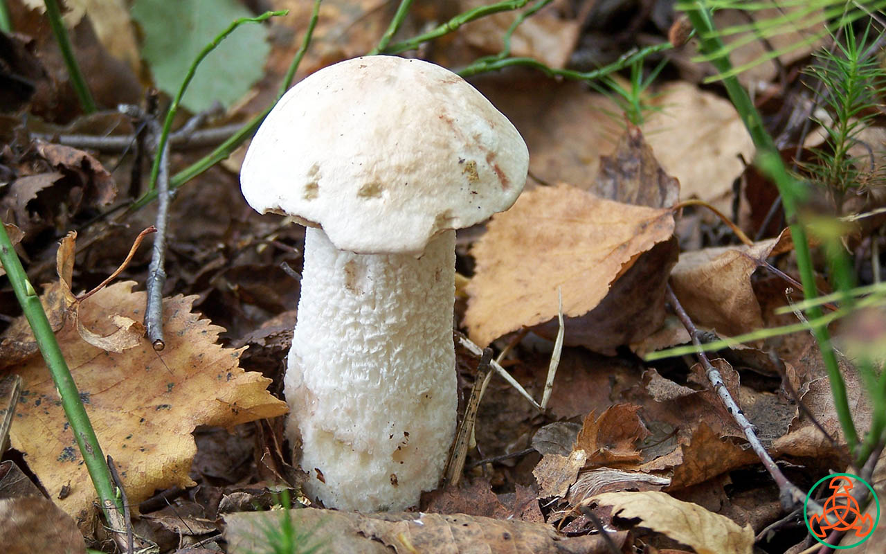 Подосиновик белый - Leccinum percandidum - Грибы Уломы Железной